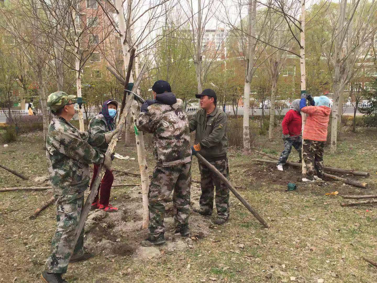 栽种校友捐赠白桦树